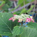 Hydrangea blooms back again by speedwell