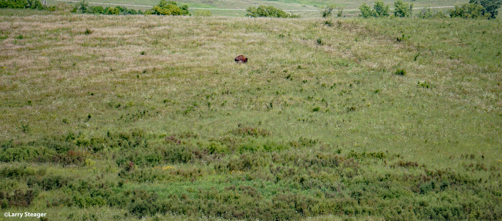 Bison in Wildlife refuge free to wander. by larrysphotos