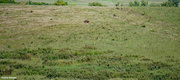15th Aug 2021 - Bison in Wildlife refuge free to wander.