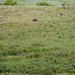 Bison in Wildlife refuge free to wander. by larrysphotos