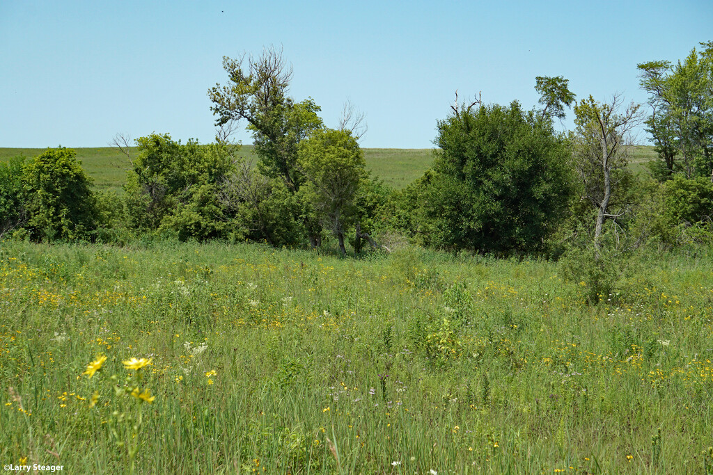 Restored Prairie Iowa by larrysphotos