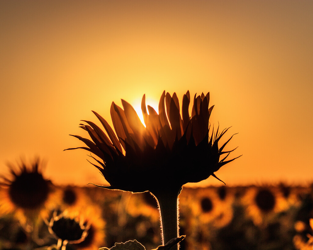 sunflower sunset by aecasey