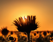 15th Aug 2021 - sunflower sunset