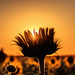 sunflower sunset by aecasey