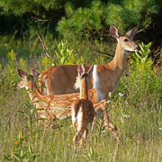 15th Aug 2021 - White-tailed Deer