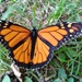 Fallen Butterfly  by julie
