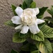 Gardenia by loweygrace
