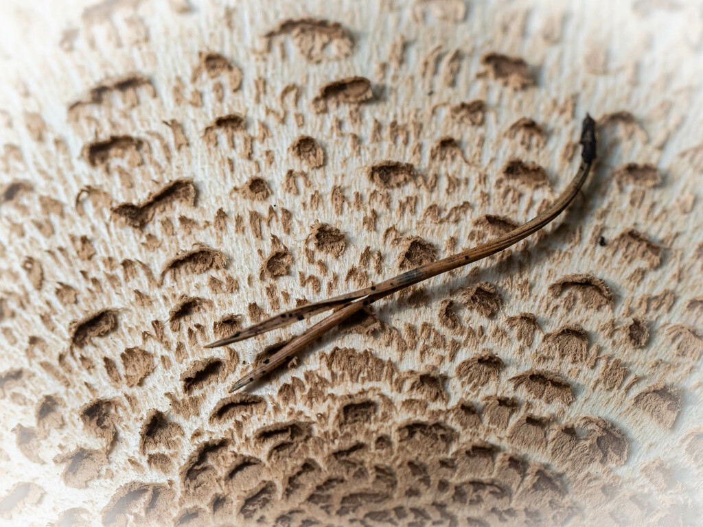 A pine needle on the mushroom  by haskar