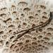A pine needle on the mushroom  by haskar