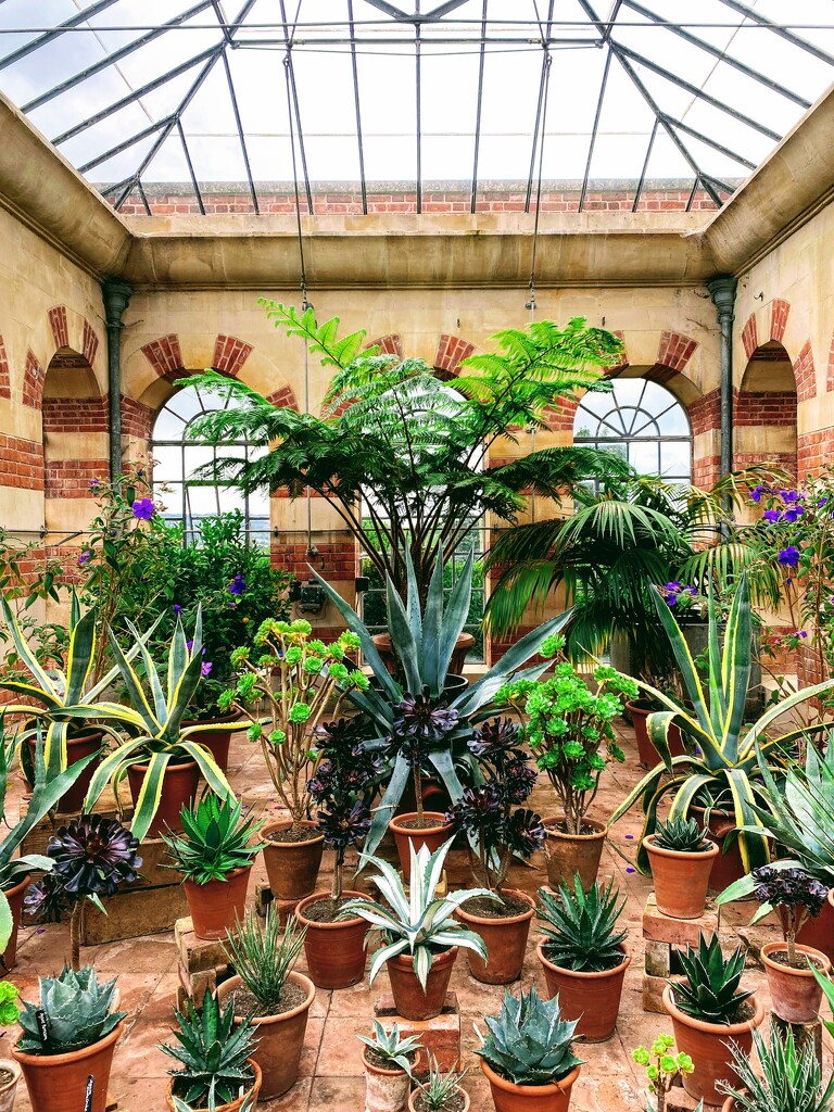 succulents in the orangery by cam365pix