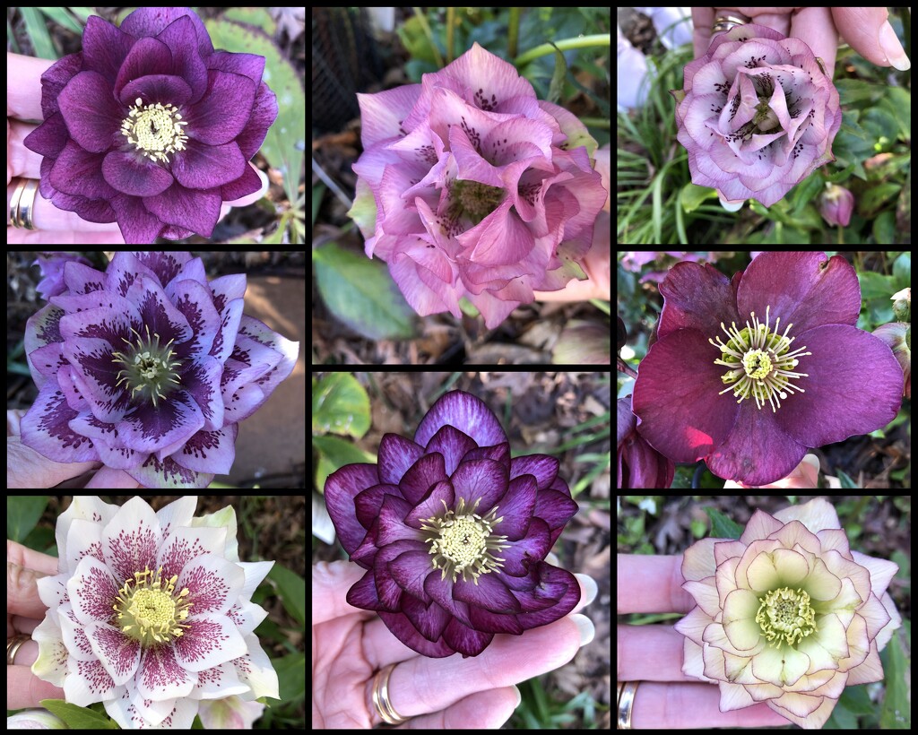Just 8 of the beautiful Hellebores flowering in our garden now by pusspup