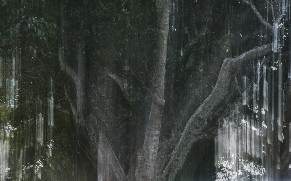 The enchanted forest by dkbarnett