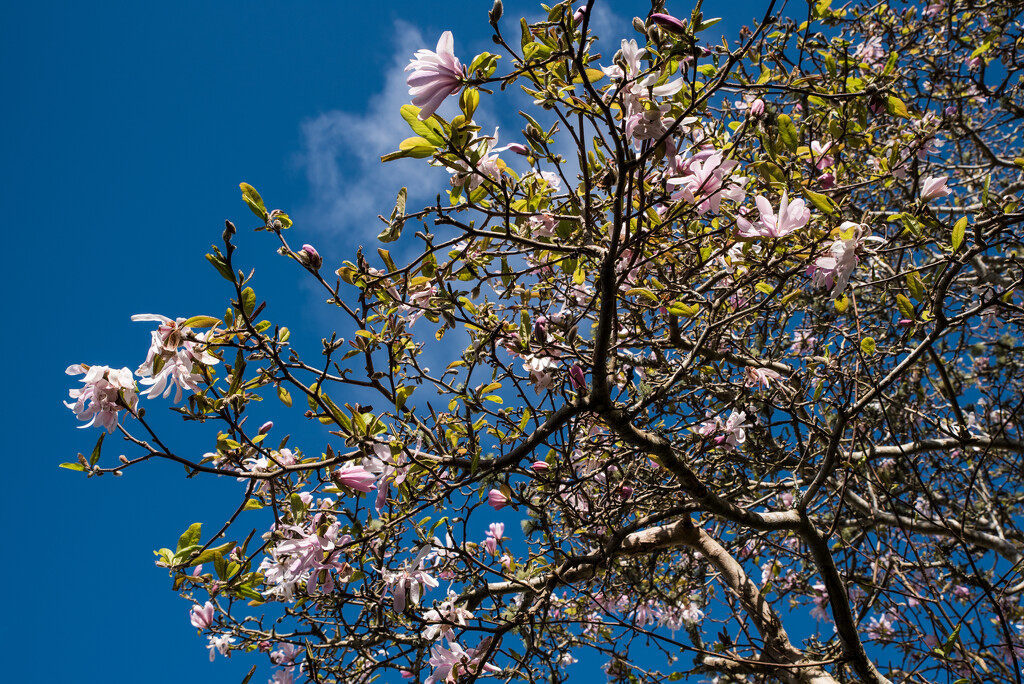 Blue skys spring blossom magnolia by brigette