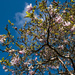 Blue skys spring blossom magnolia by brigette