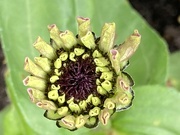 15th Aug 2021 - Zinnia Flower Starting To Bloom