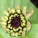 Zinnia Flower Starting To Bloom by cataylor41