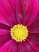 11th Aug 2021 - Cosmos Flower
