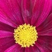 Cosmos Flower by cataylor41