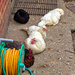 Sunbathing hens by jeff