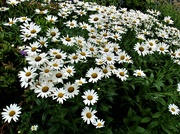 16th Aug 2021 - Beautiful Shasta daisies growing in a garden