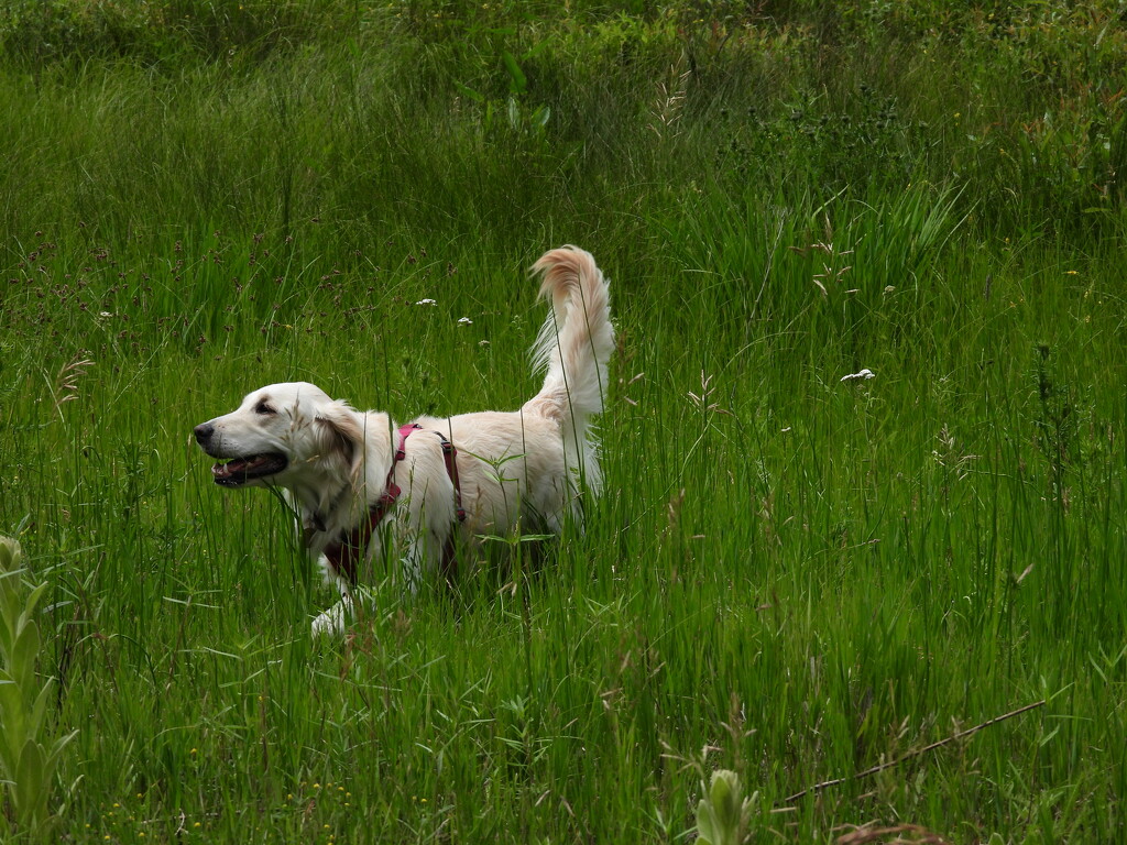 Dog Frolicking in Grass by janeandcharlie