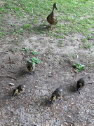 15th Aug 2021 - Mother Duck And Her Brood