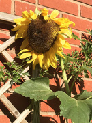 10th Aug 2021 - Sunflower Past