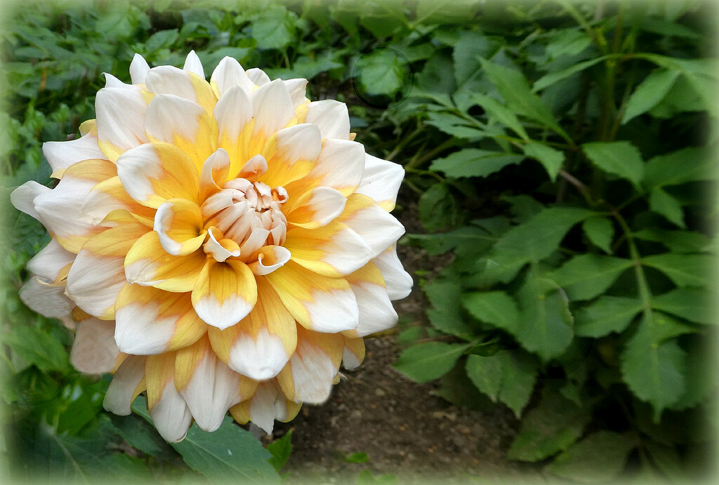 Lonely Dahlia . by wendyfrost