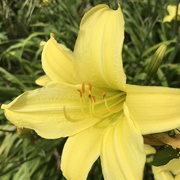 13th Aug 2021 - Day Lily 