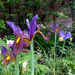4th June Iris by valpetersen