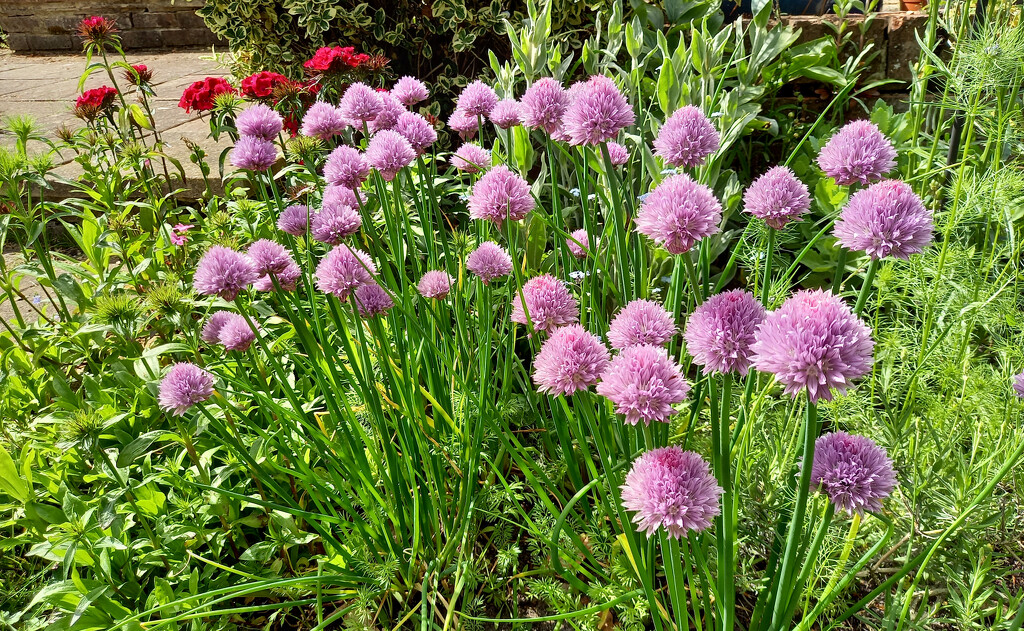 5th June Chives by valpetersen