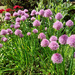 5th June Chives by valpetersen