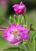 16th Aug 2021 - Great Hairy Willowherb