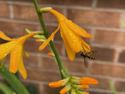 16th Aug 2021 - Hoverfly and Crocosmia