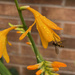 Hoverfly and Crocosmia by 365projectmaxine