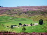 16th Aug 2021 - Between the heather!