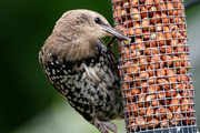 15th Aug 2021 - A hungry starling
