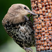 A hungry starling by stevejacob