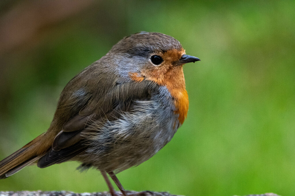 garden robin by stevejacob