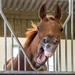 Laughing horse by barrowlane