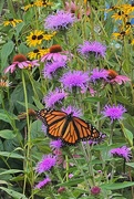 16th Aug 2021 - Finally, a monarch butterfly