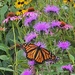 Finally, a monarch butterfly by tunia