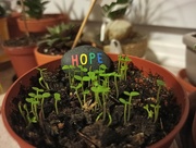 18th Feb 2021 - HOPE