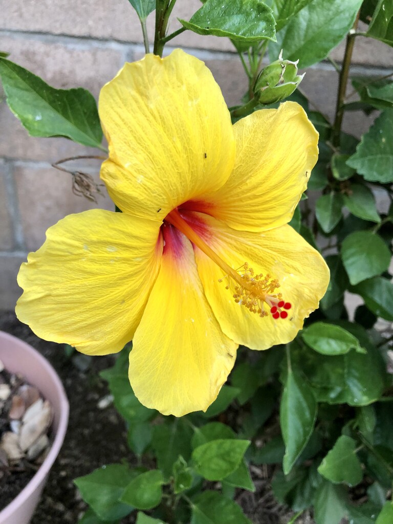 Yellow Hibiscus  by loweygrace