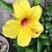 Yellow Hibiscus  by loweygrace
