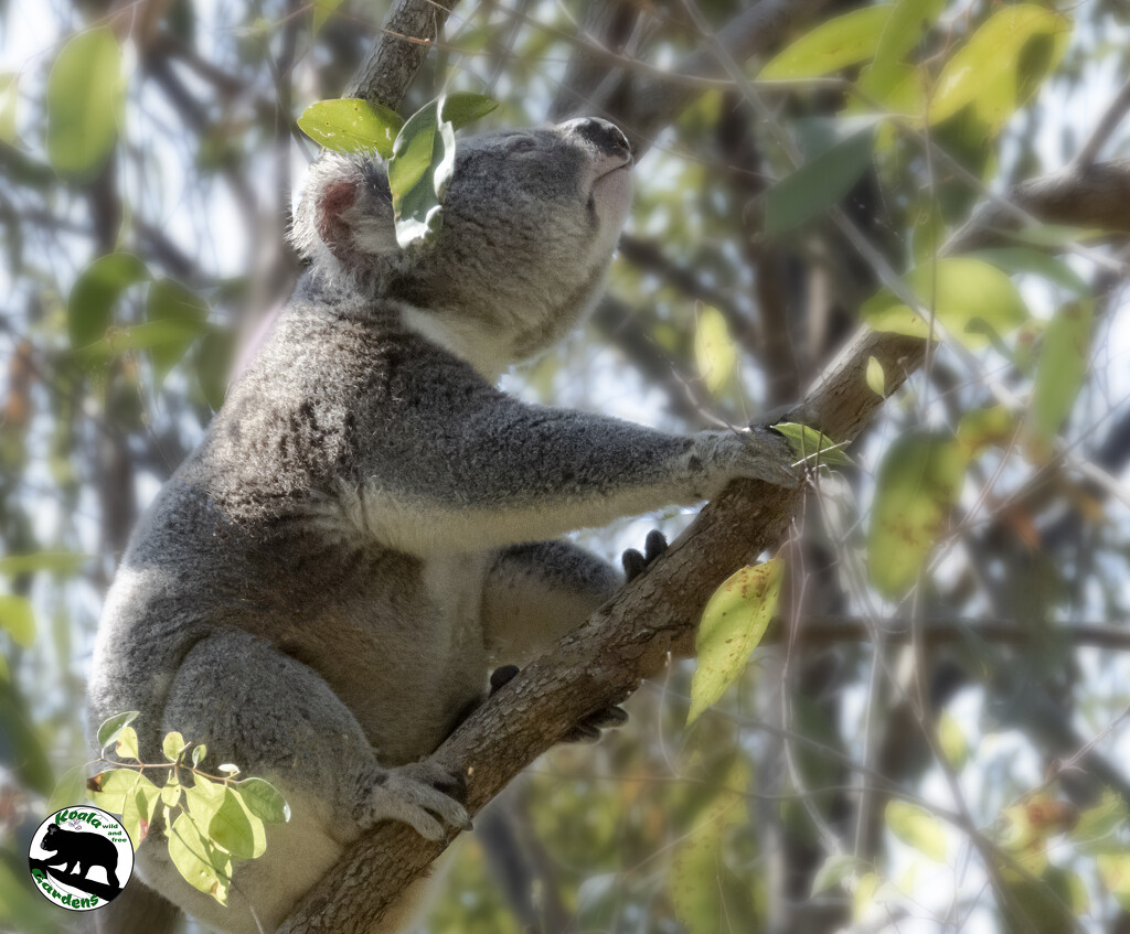 morning yoga by koalagardens