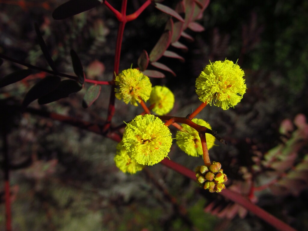 Acacia latisepala by robz