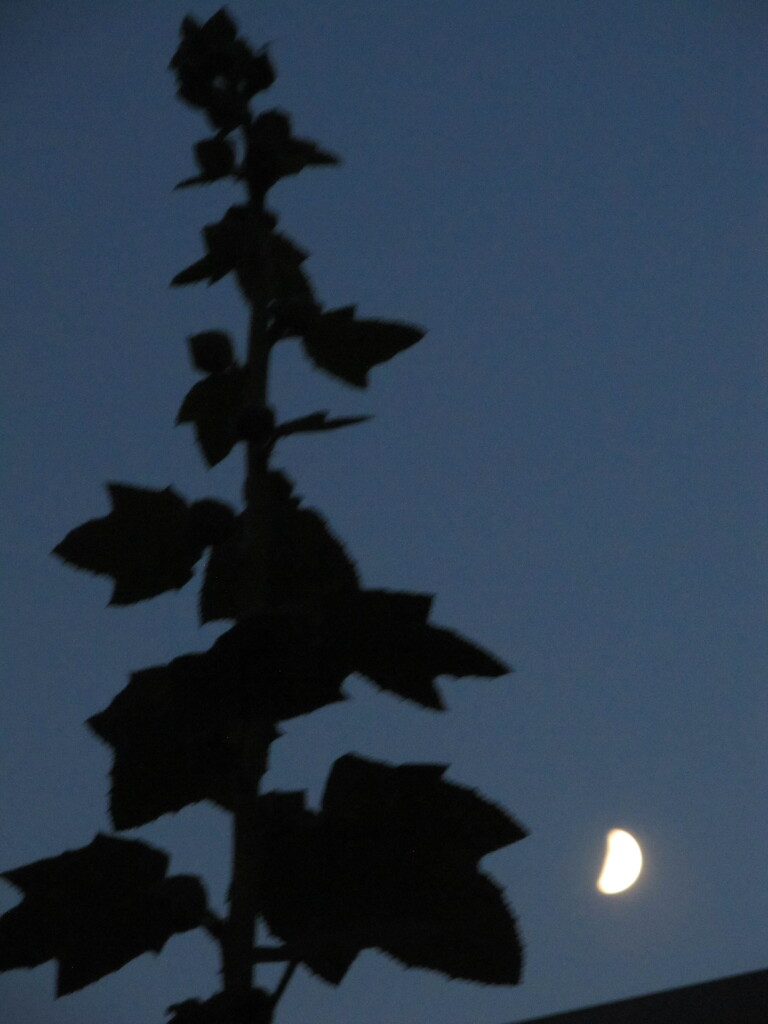 The moon and the hollyhock by speedwell