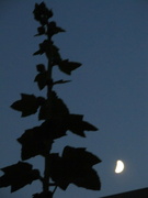 16th Jul 2021 - The moon and the hollyhock