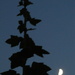 The moon and the hollyhock by speedwell